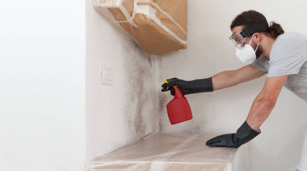 Basement Mold Remediation treatment on basement walls in Redmond